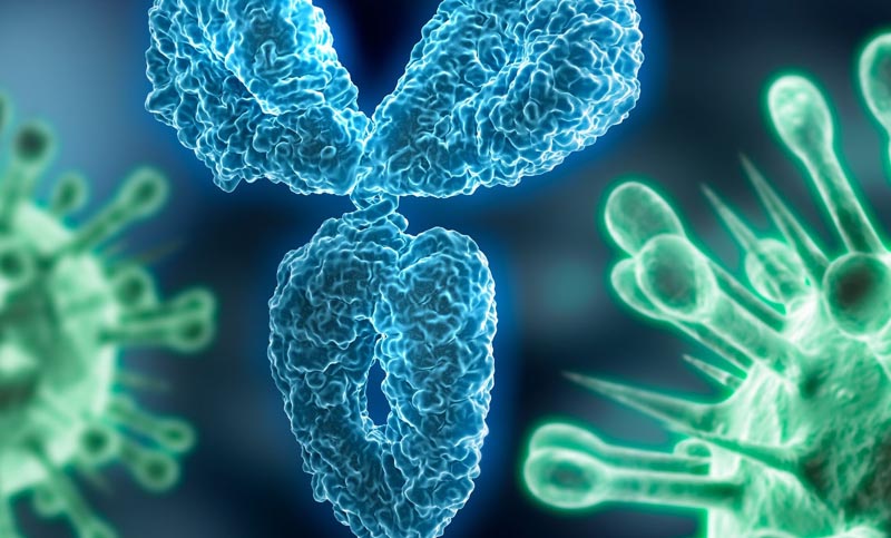 দু’জনের শরীর থেকে নেওয়া এন্টিবডি করোনা ধ্বংস করবে