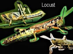 This image is about  Locust