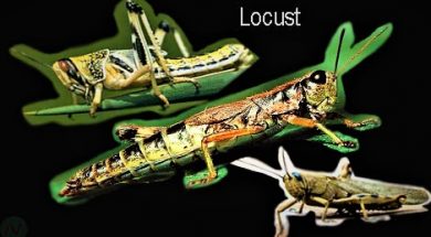 This image is about  Locust