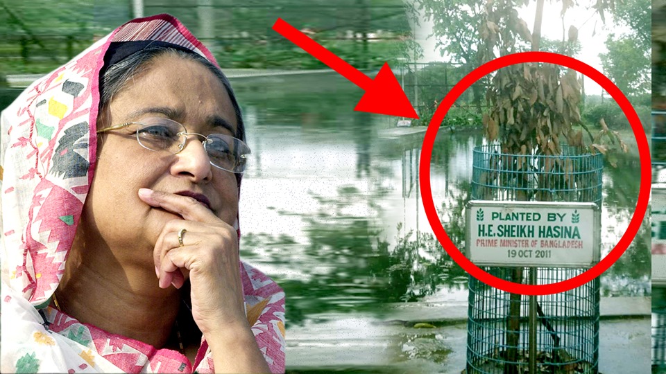 প্রধানমন্ত্রী’র হাতে লাগানো সেই লিচু গাছটি এখন মৃতপ্রায় !