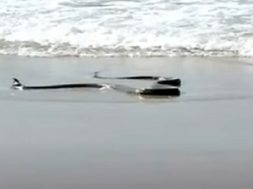 black-mamba-20200902024509