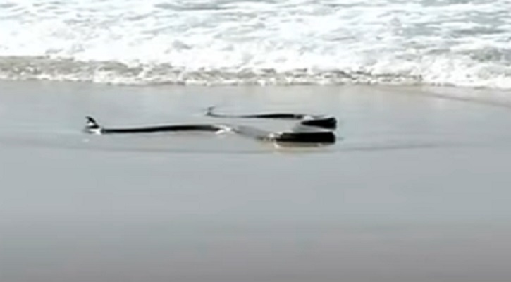 পৃথিবীর সবচেয়ে বিষাক্ত সাপ কালো মাম্বা !