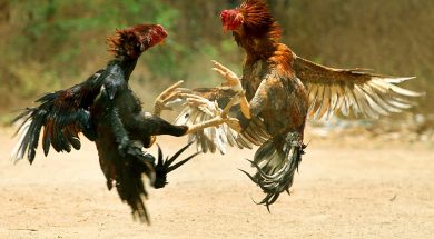 1200px-COCK_FIGHT
