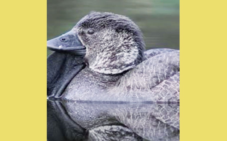 হাঁসের মুখে মানুষের কথা !