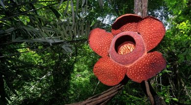 Rare Rafflesia Arnoldii