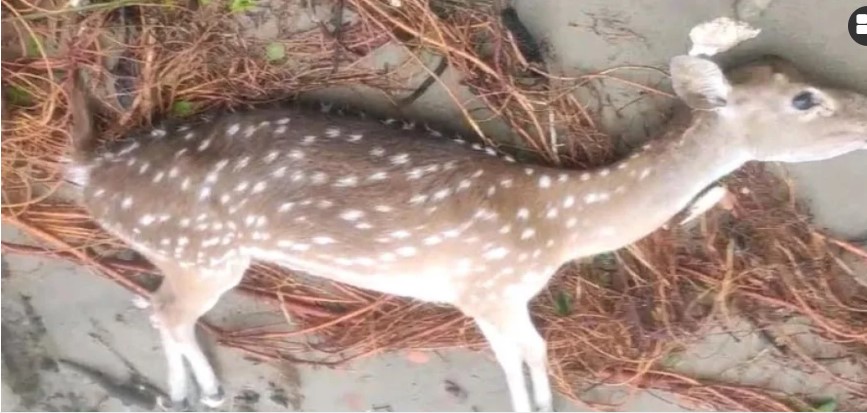 ঘূর্ণিঝড় রেমালের জলোচ্ছ্বাসে হরিণ মারা গেছে