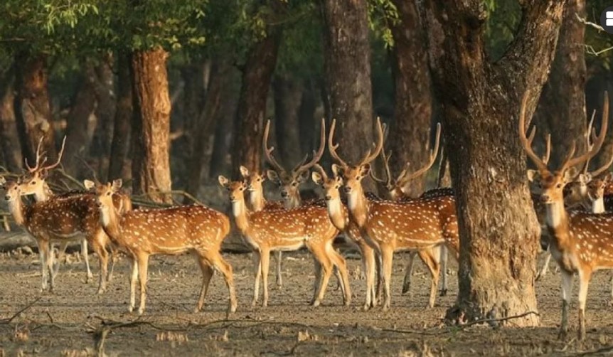 ঘূর্ণিঝড় রেমাল: সুন্দরবনে মৃত হরিণের সংখ্যা বেড়ে ৫৭