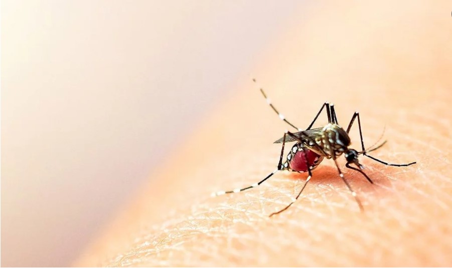 ডে ঙ্গু তে ২৪ ঘণ্টায় ৩ জনের মৃত্যু, হা স পাতালে ৬ ৭ ৫