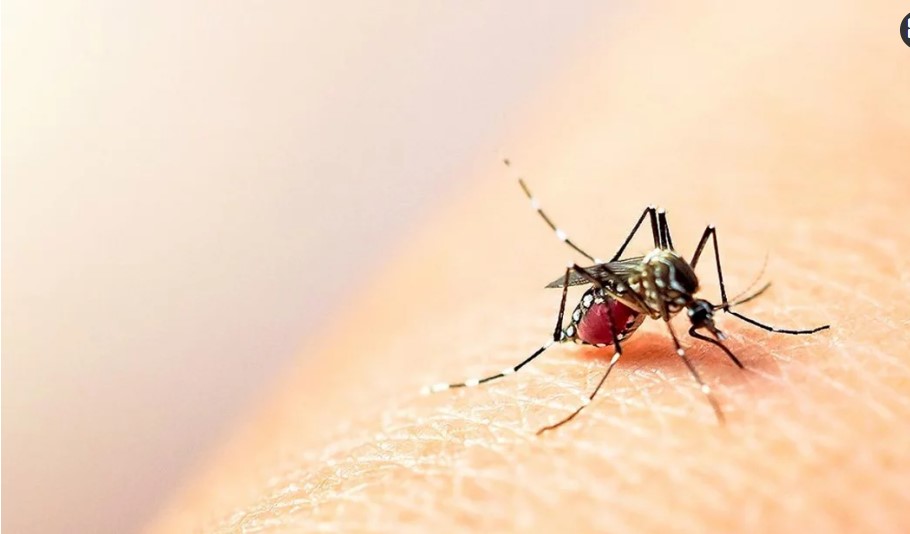 ডে ঙ্গু তে ২৪ ঘ ণ্টা য় ৫ জনের মৃ ত্যু, হাসপাতালে ৫ ৬ ২