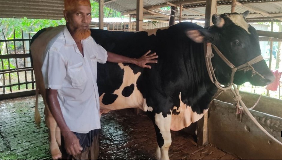 কুরবানির জন্য প্র স্তুত ২২ ম ণের সোহাগ বা বু