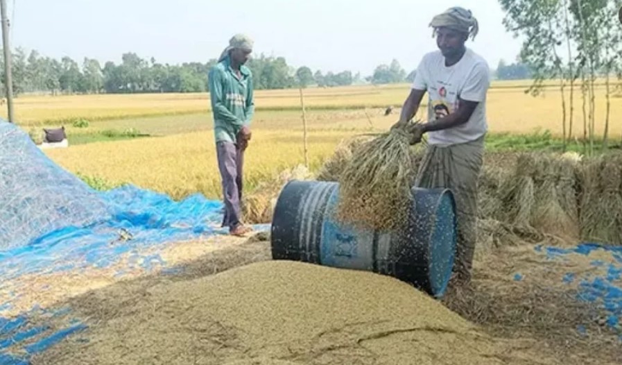 ধানের মণ ৮০০ টাকা, শ্রমিকের মজুরি ১২০০